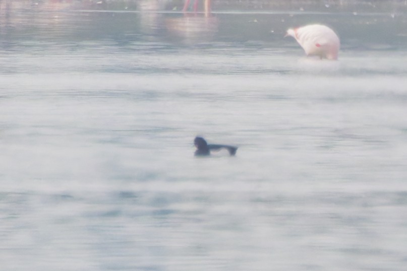 Tufted Duck - ML647504345