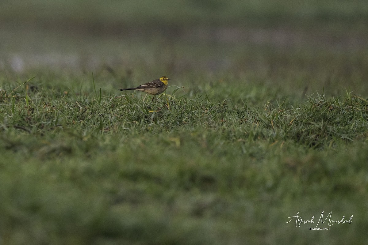 Citrine Wagtail - ML647504346