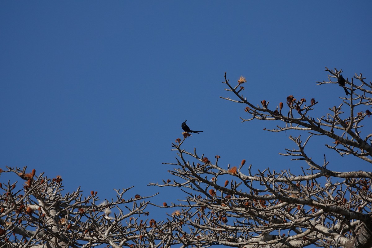 Crested Drongo - ML647504371