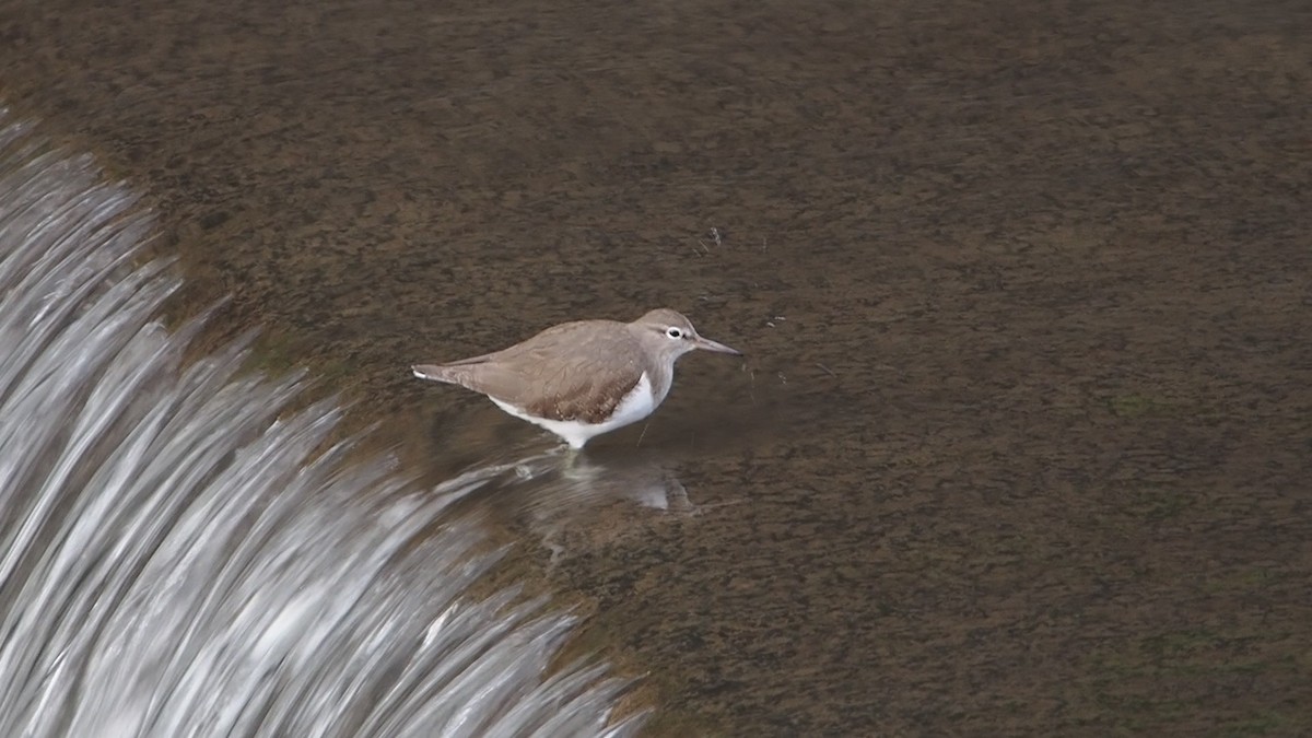 strandsnipe - ML647504372