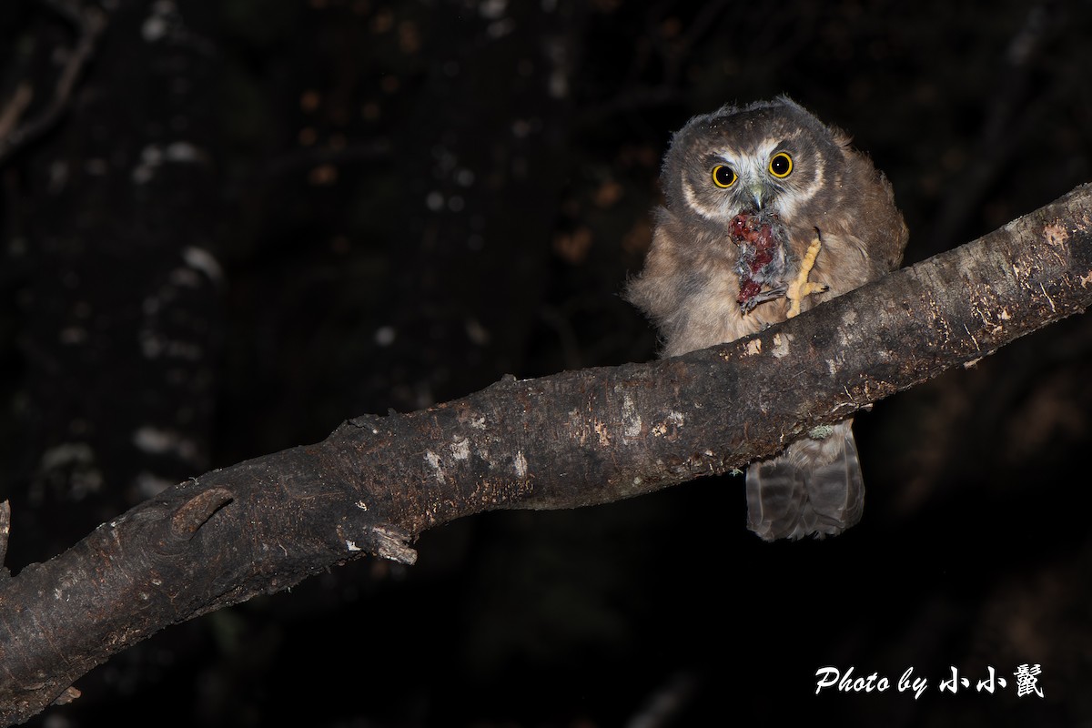 ニュージーランドアオバズク - ML647504375