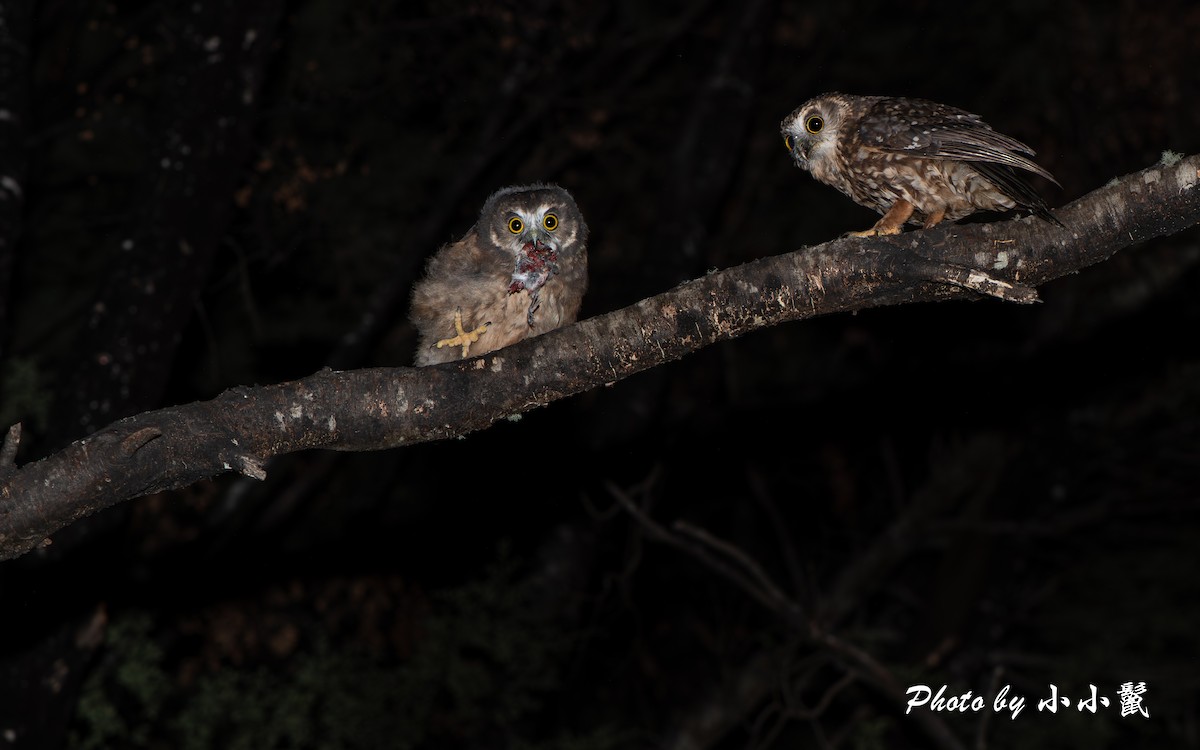 ニュージーランドアオバズク - ML647504376