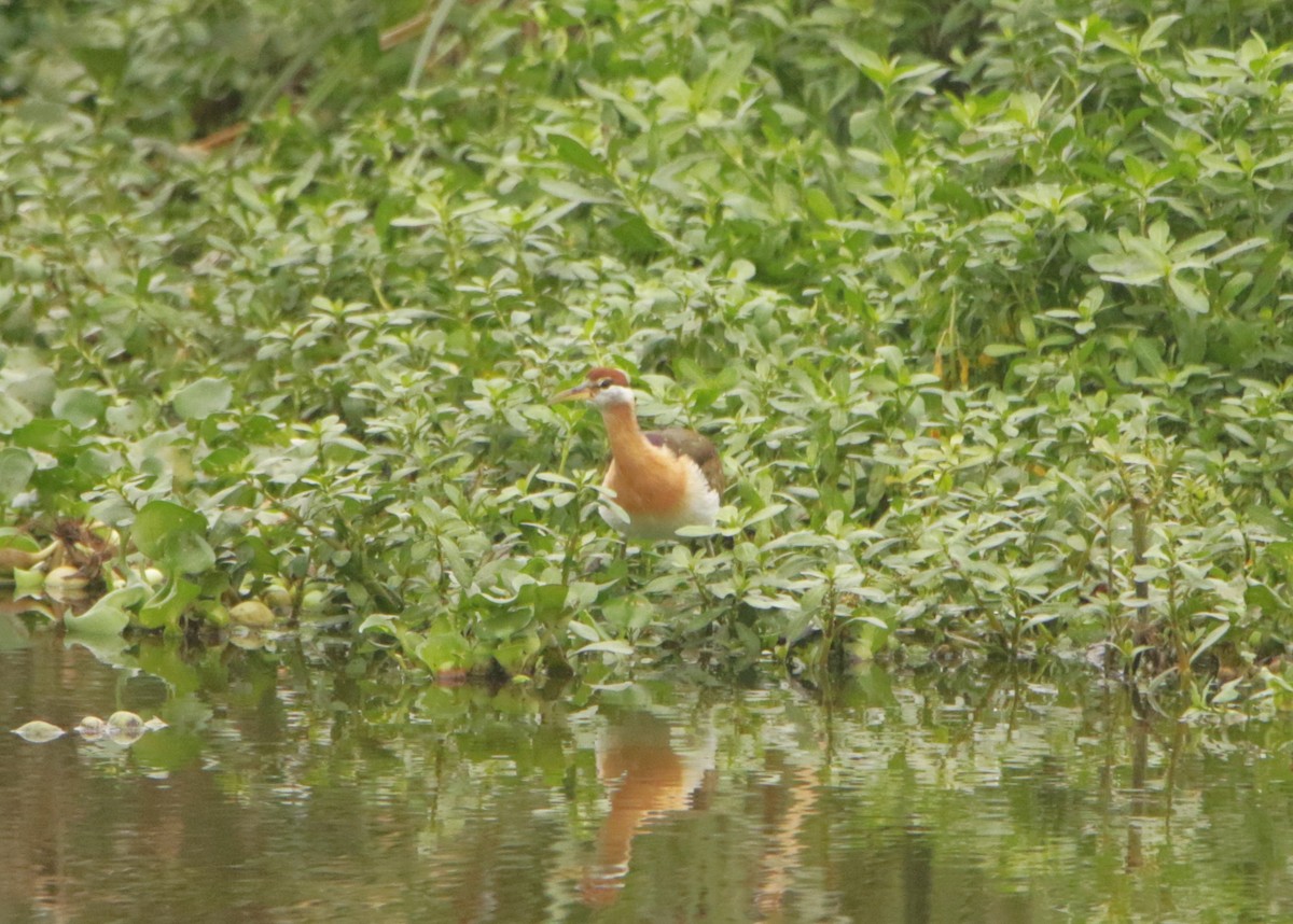 Бронзовокрылая якана - ML647504377