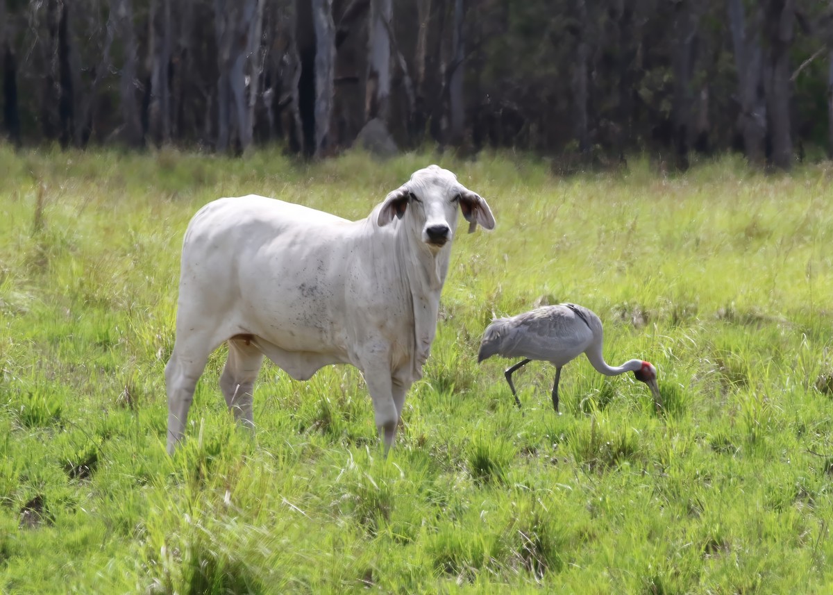 Brolga - ML647504378