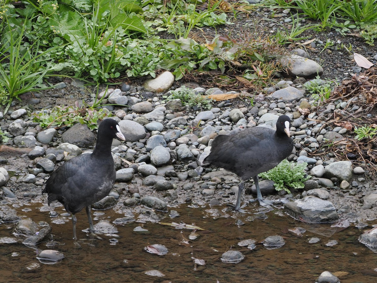 sothøne - ML647504379