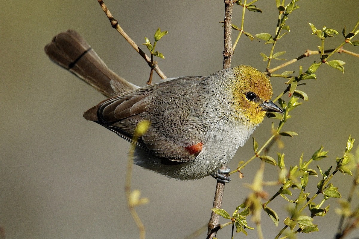 Auripare verdin - ML647504389