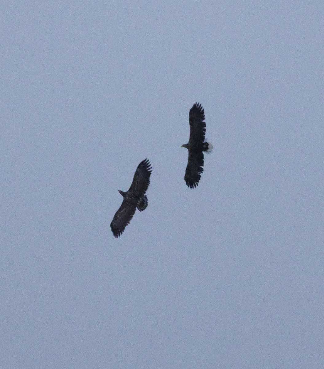 White-tailed Eagle - ML647504390