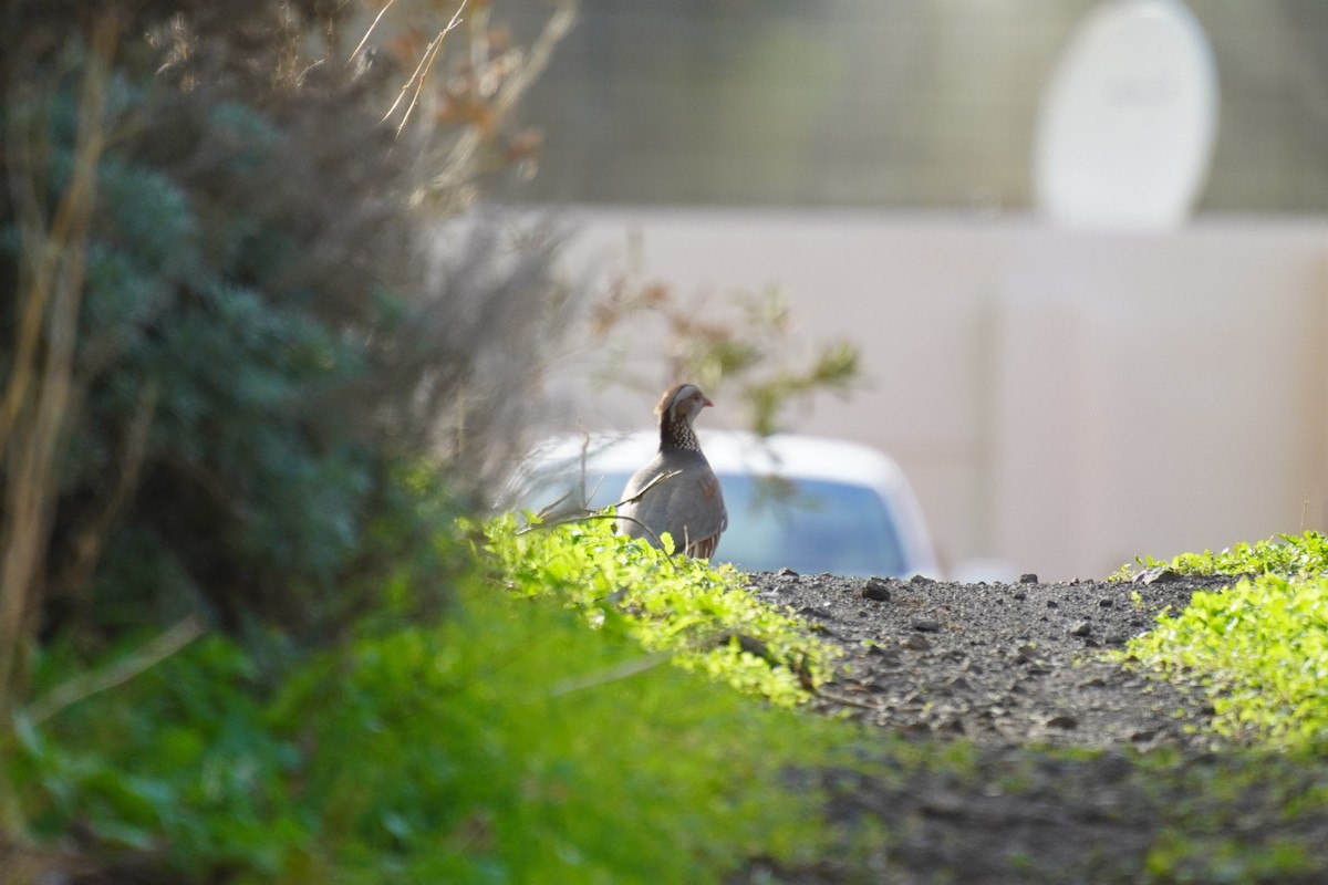 Barbary Partridge - ML647504391
