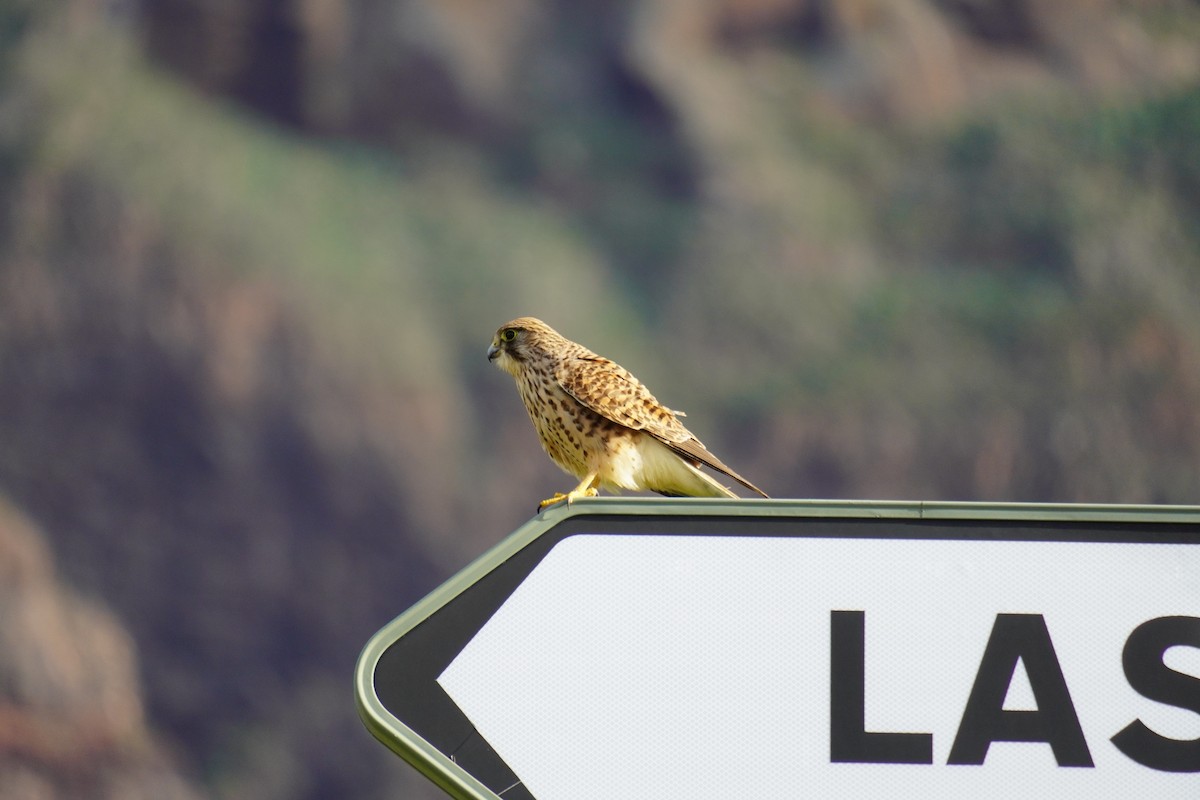 Eurasian Kestrel - ML647504392