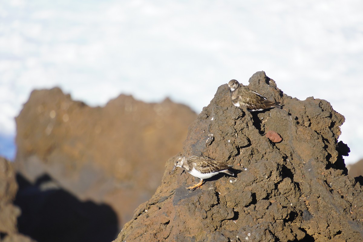 Ruddy Turnstone - ML647504393