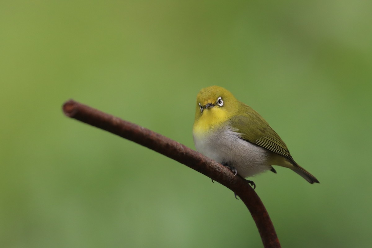 Warbling White-eye - ML647504394