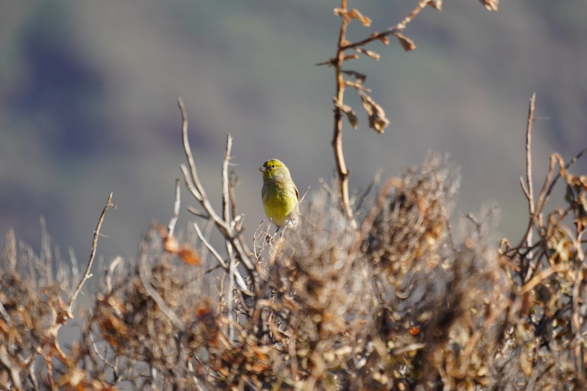 Island Canary - ML647504395