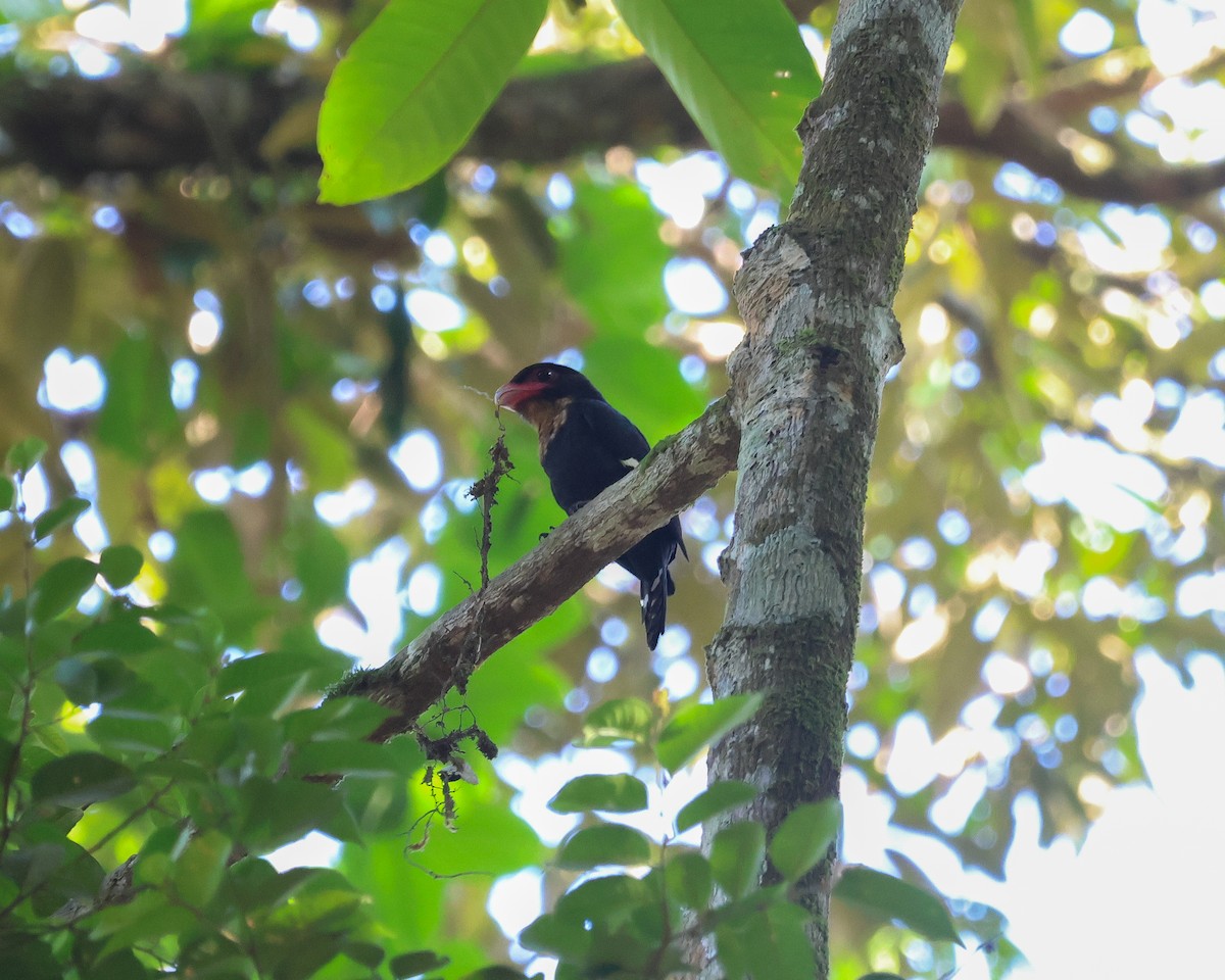 Dusky Broadbill - ML647504396