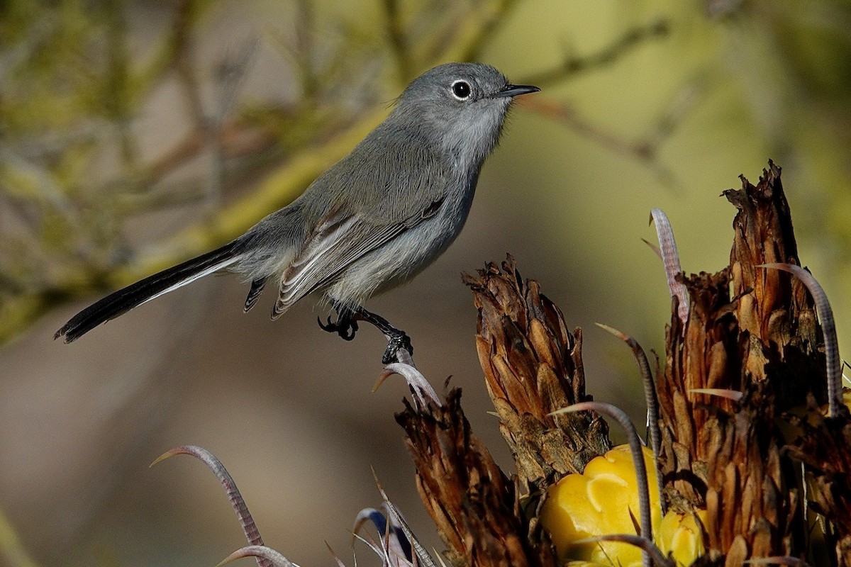 Black-tailed Gnatcatcher - ML647504397