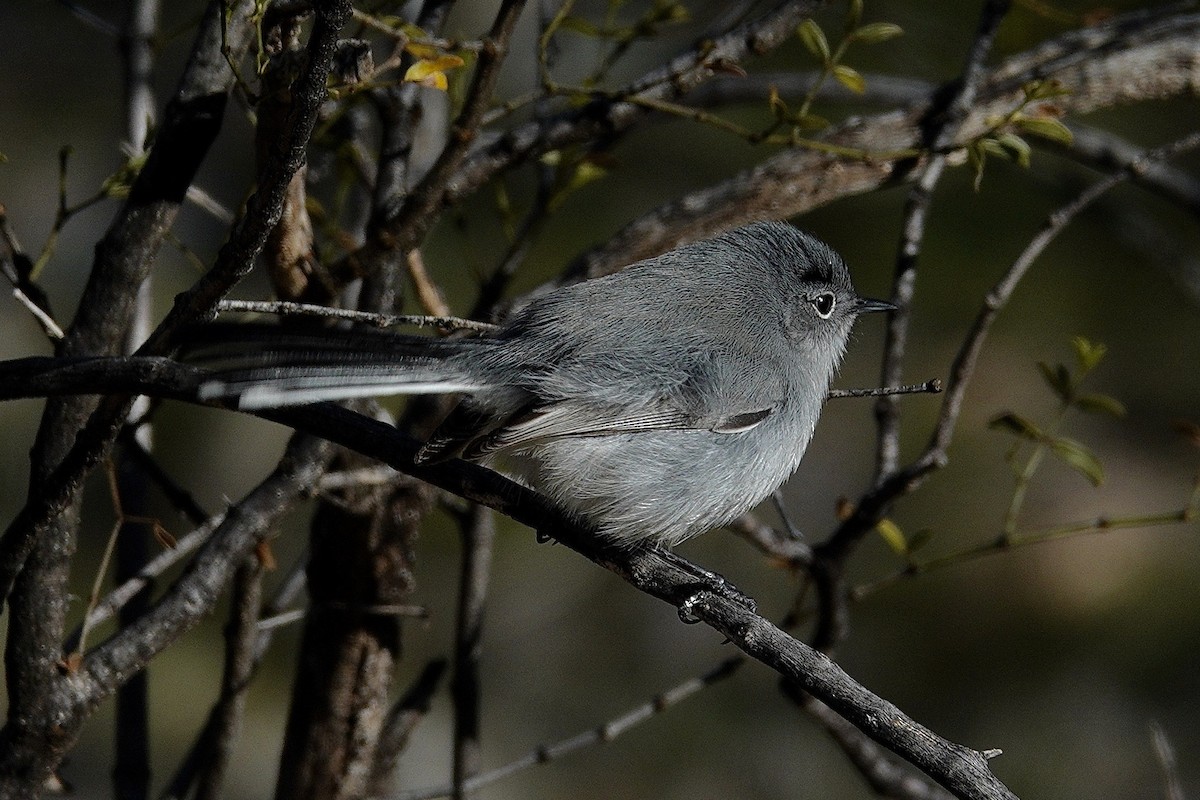 Black-tailed Gnatcatcher - ML647504398