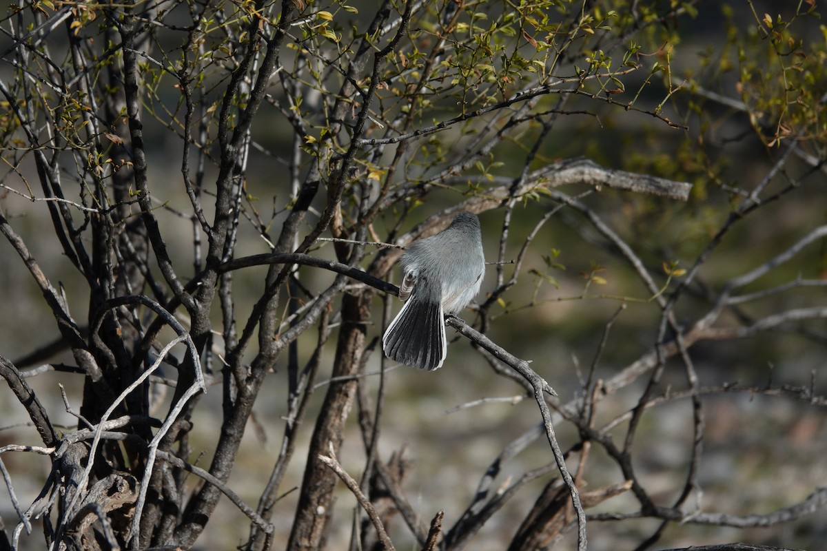 Black-tailed Gnatcatcher - ML647504399