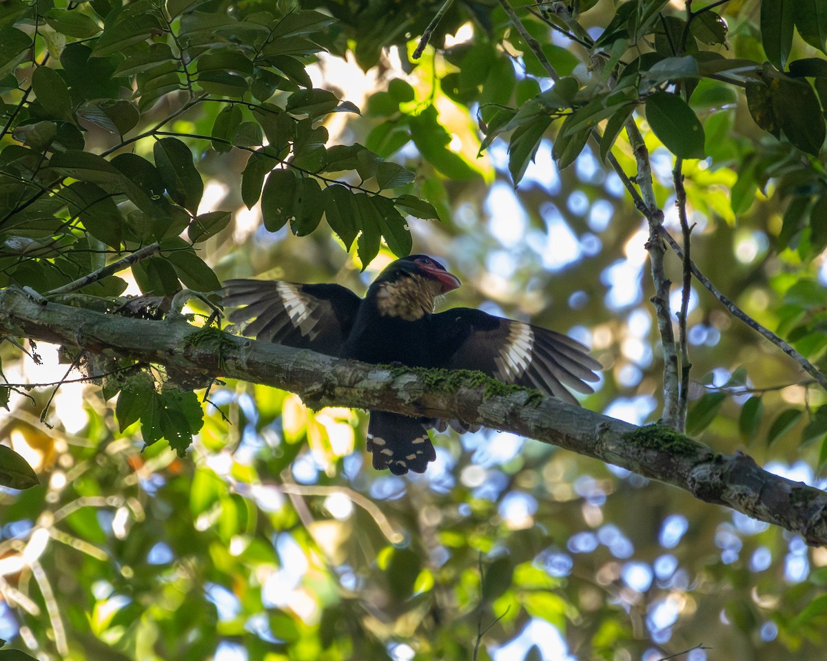 Dusky Broadbill - ML647504400