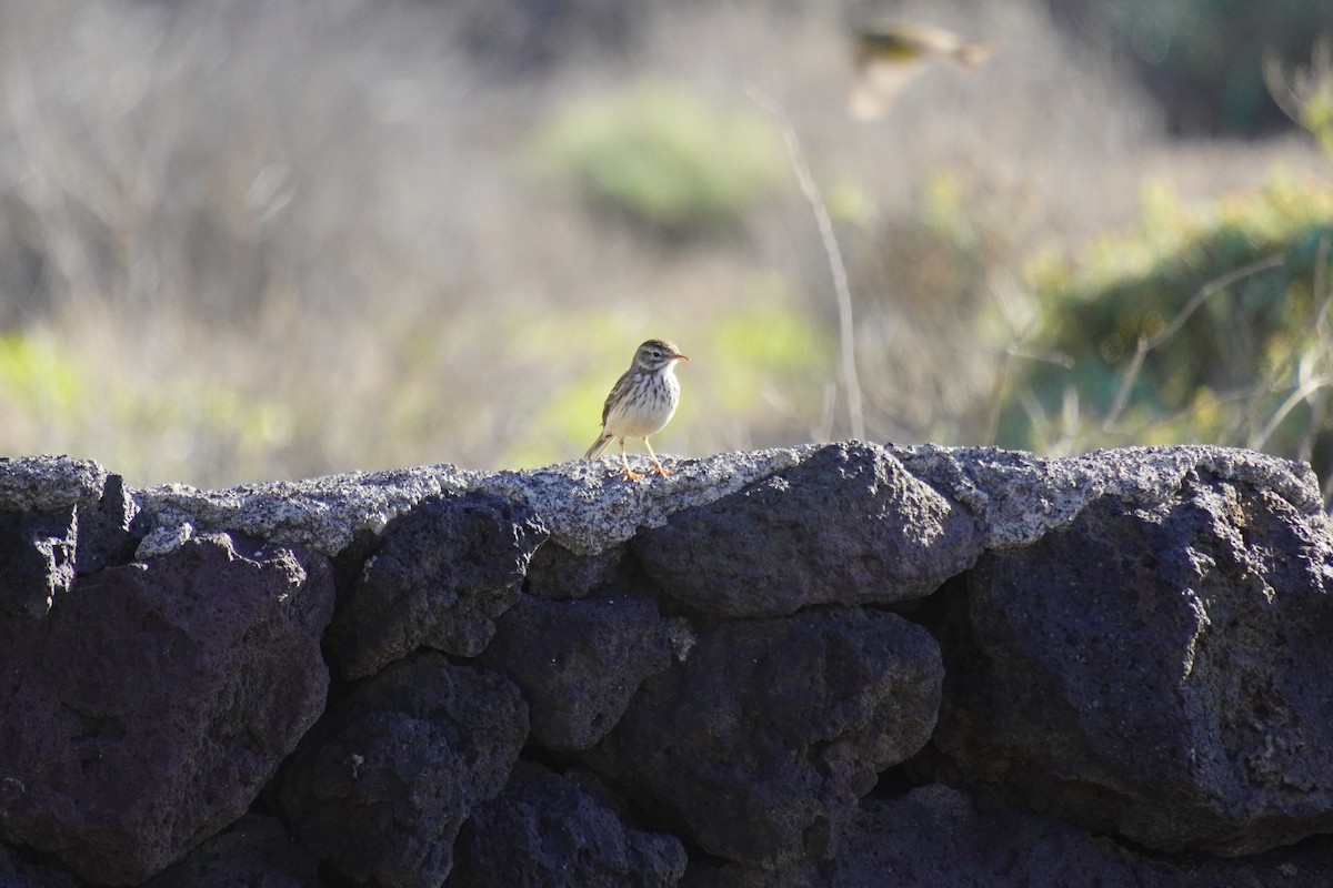 Berthelot's Pipit - ML647504401