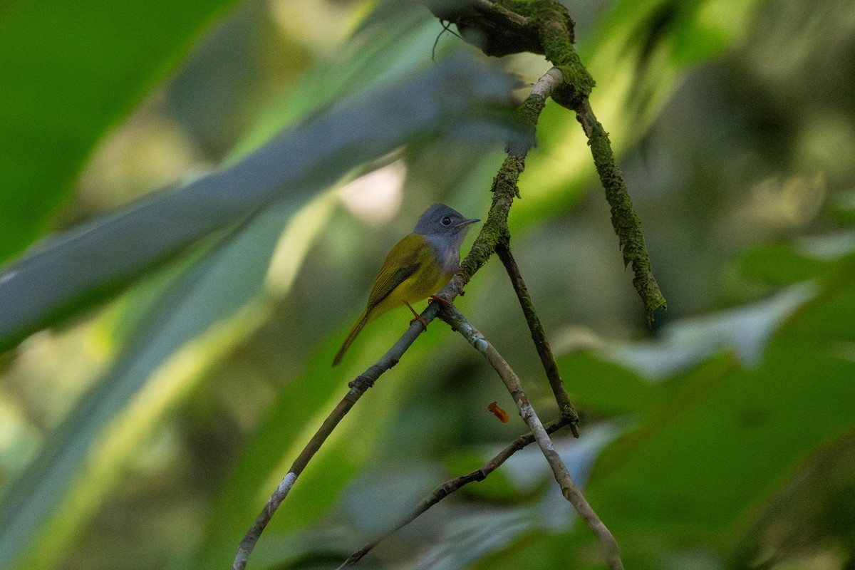 Gray-headed Canary-Flycatcher - ML647504402