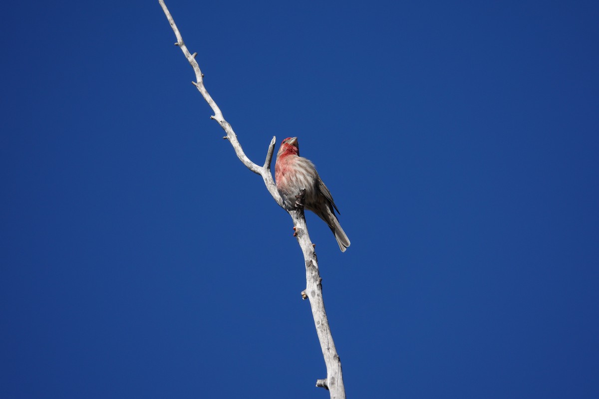 House Finch - ML647504403