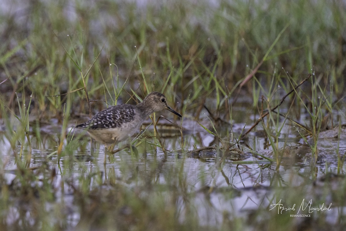 Wood Sandpiper - ML647504404