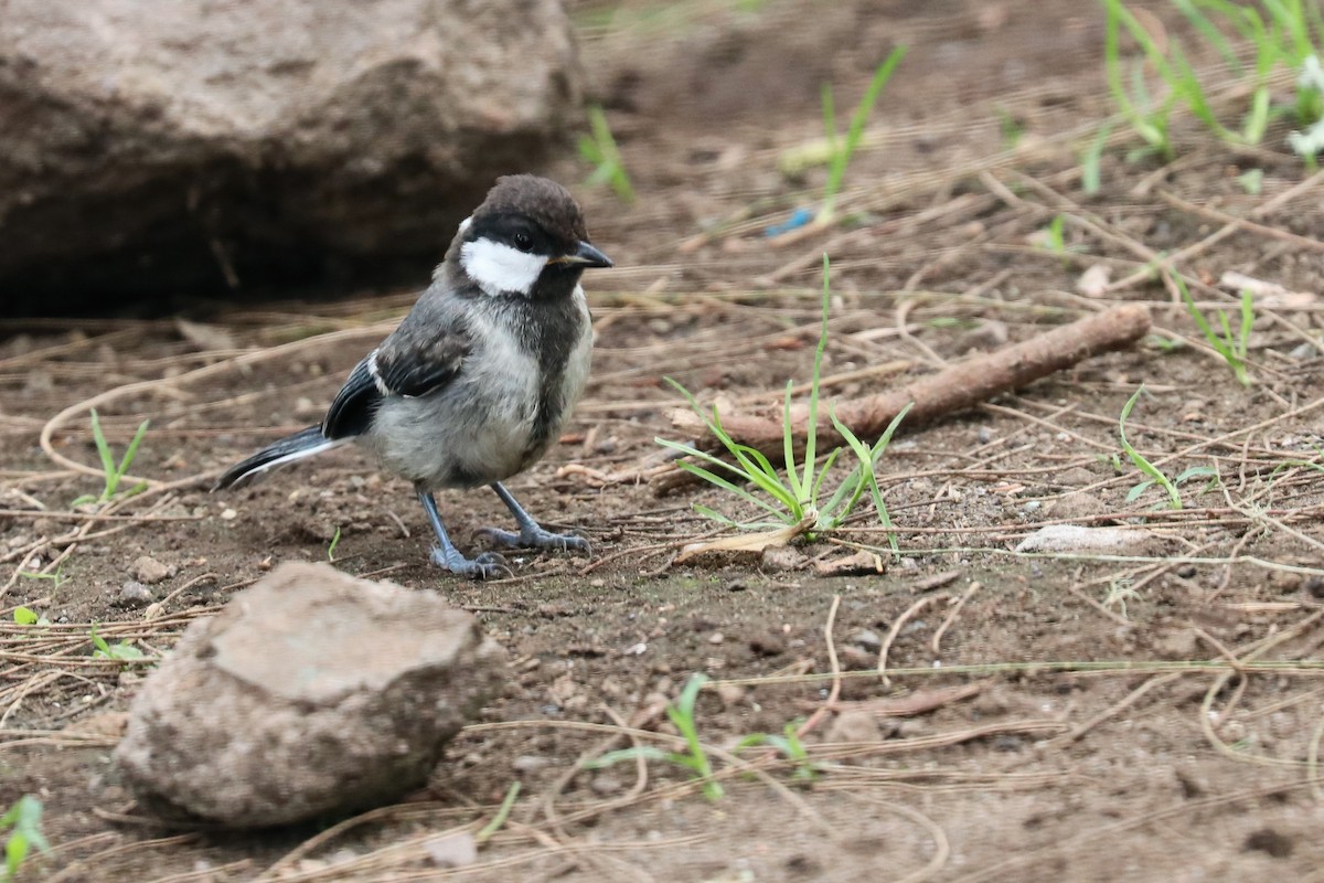 Asian Tit - ML647504405