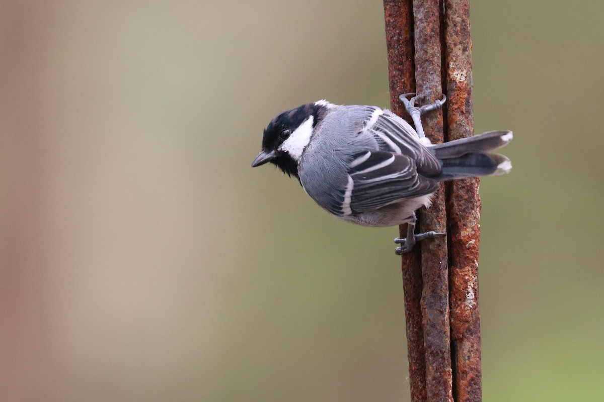 Asian Tit - ML647504406