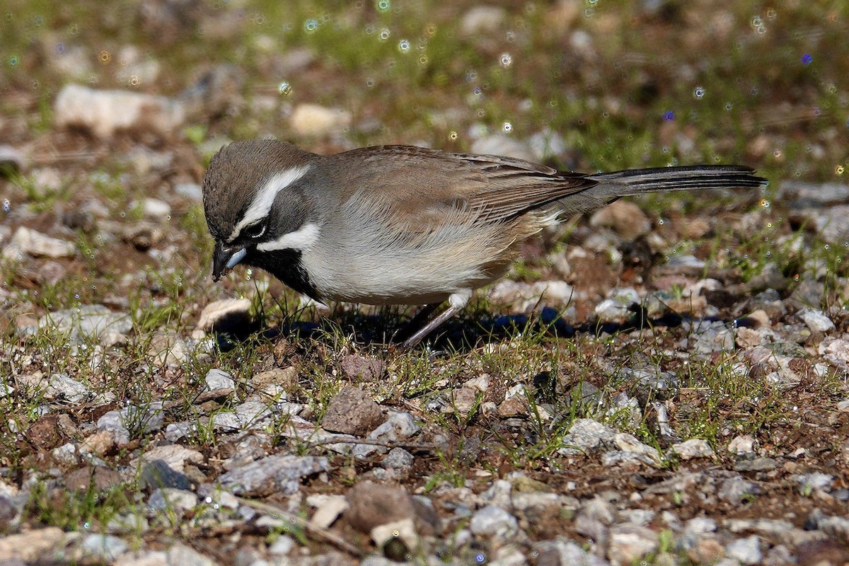 Black-throated Sparrow - ML647504407