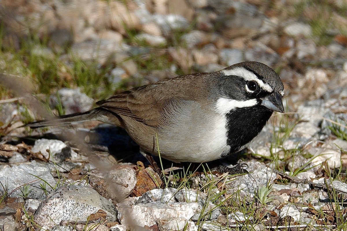 Black-throated Sparrow - ML647504408
