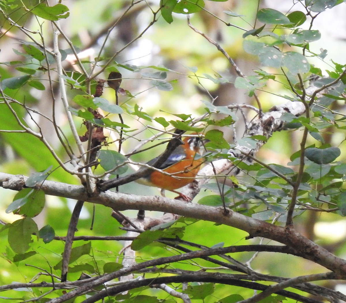 Orange-headed Thrush - ML647504409