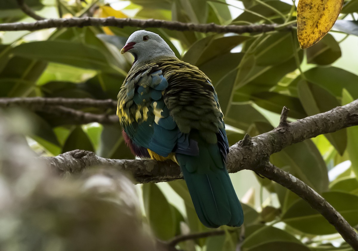 Wompoo Fruit-Dove - ML647504410