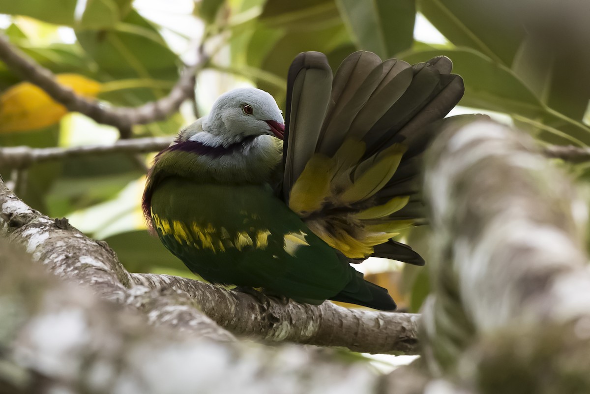 Wompoo Fruit-Dove - ML647504411