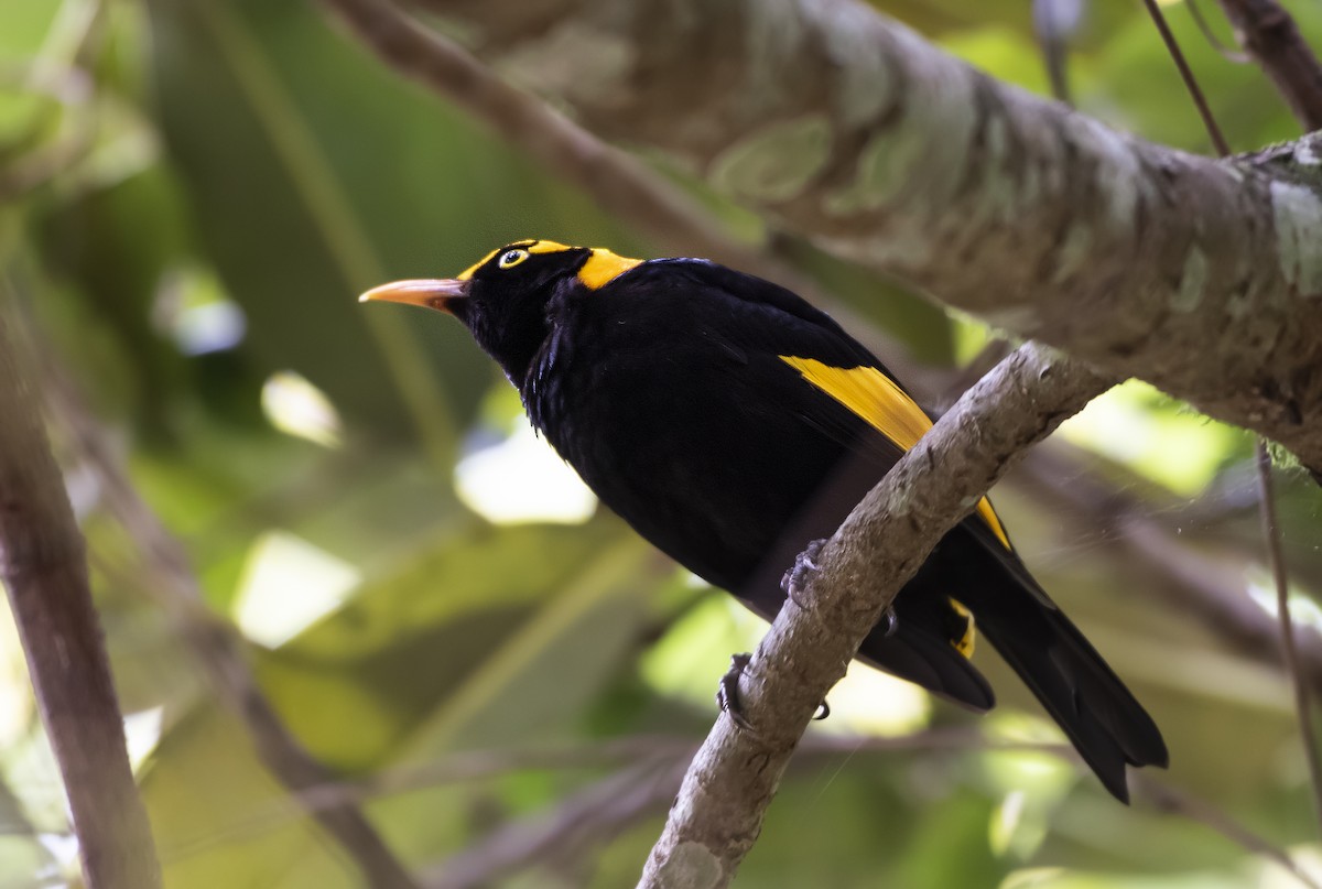 Regent Bowerbird - ML647504413
