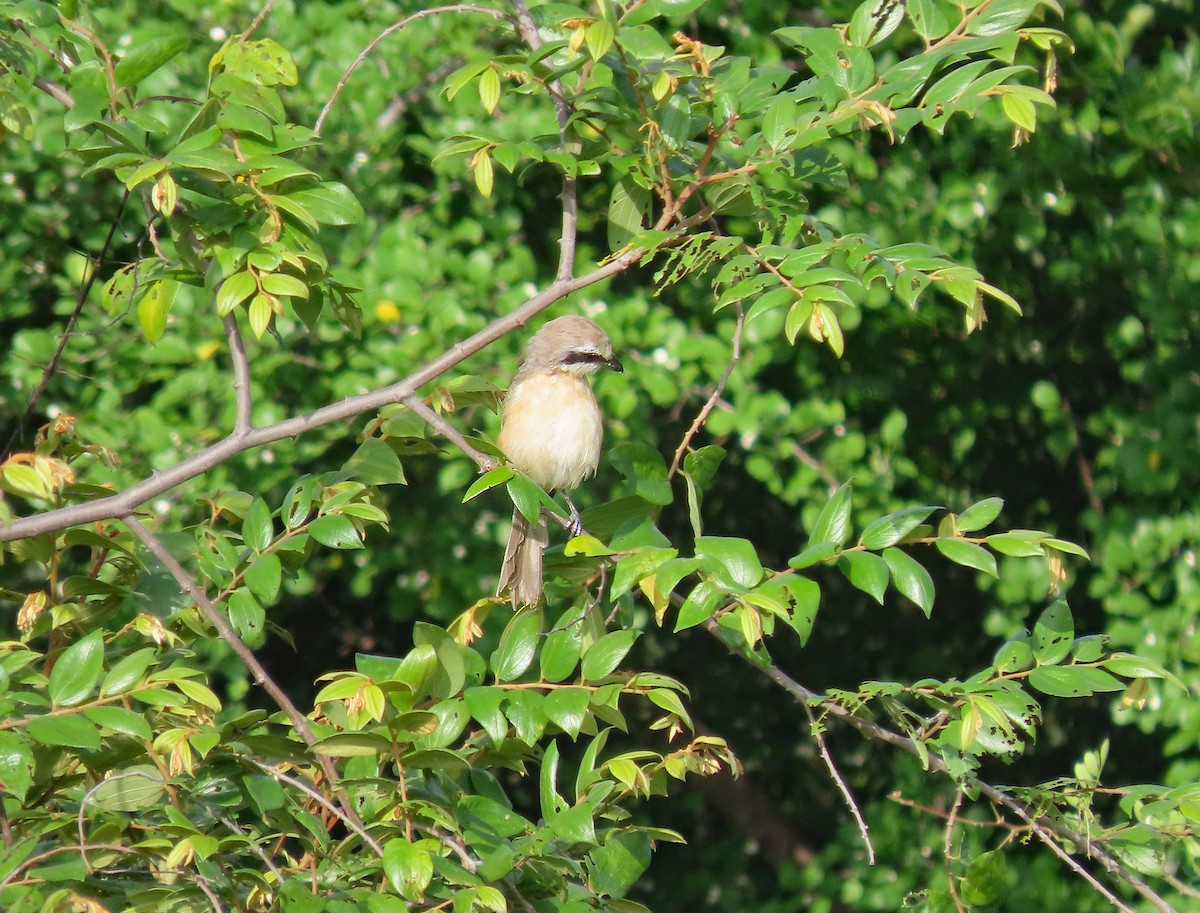Brown Shrike - ML647504415