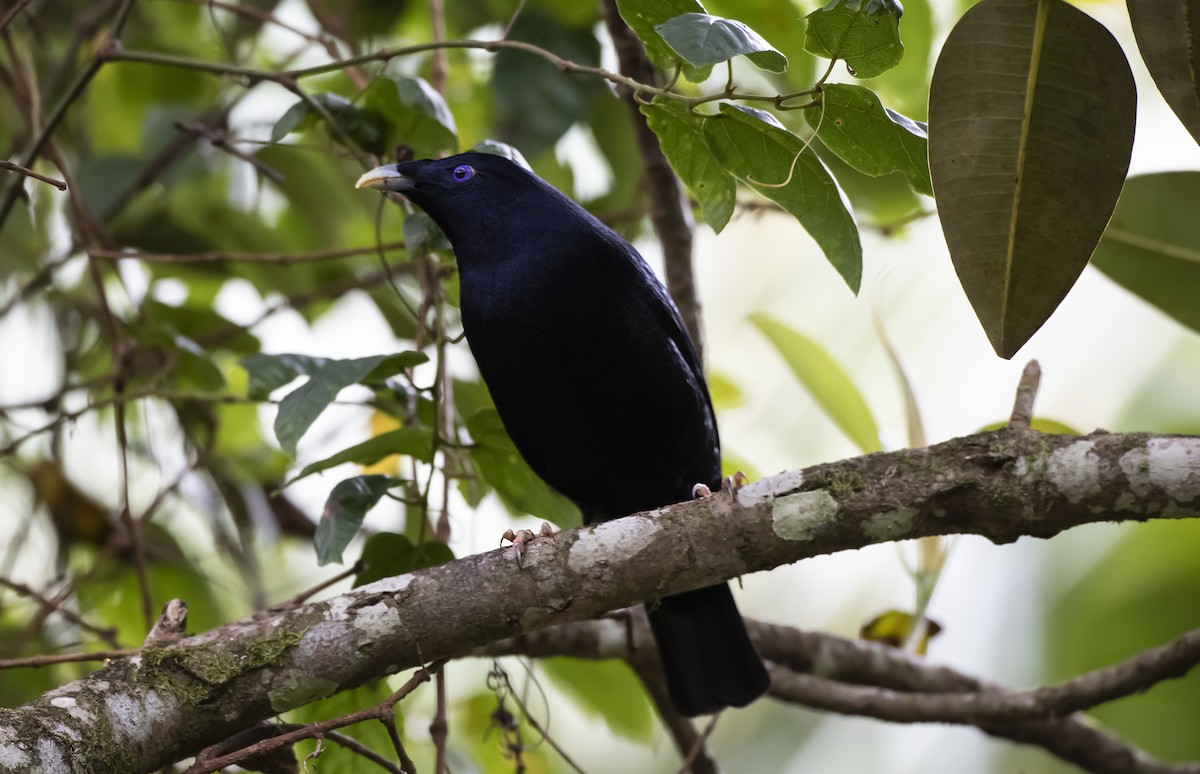 Satin Bowerbird - ML647504416