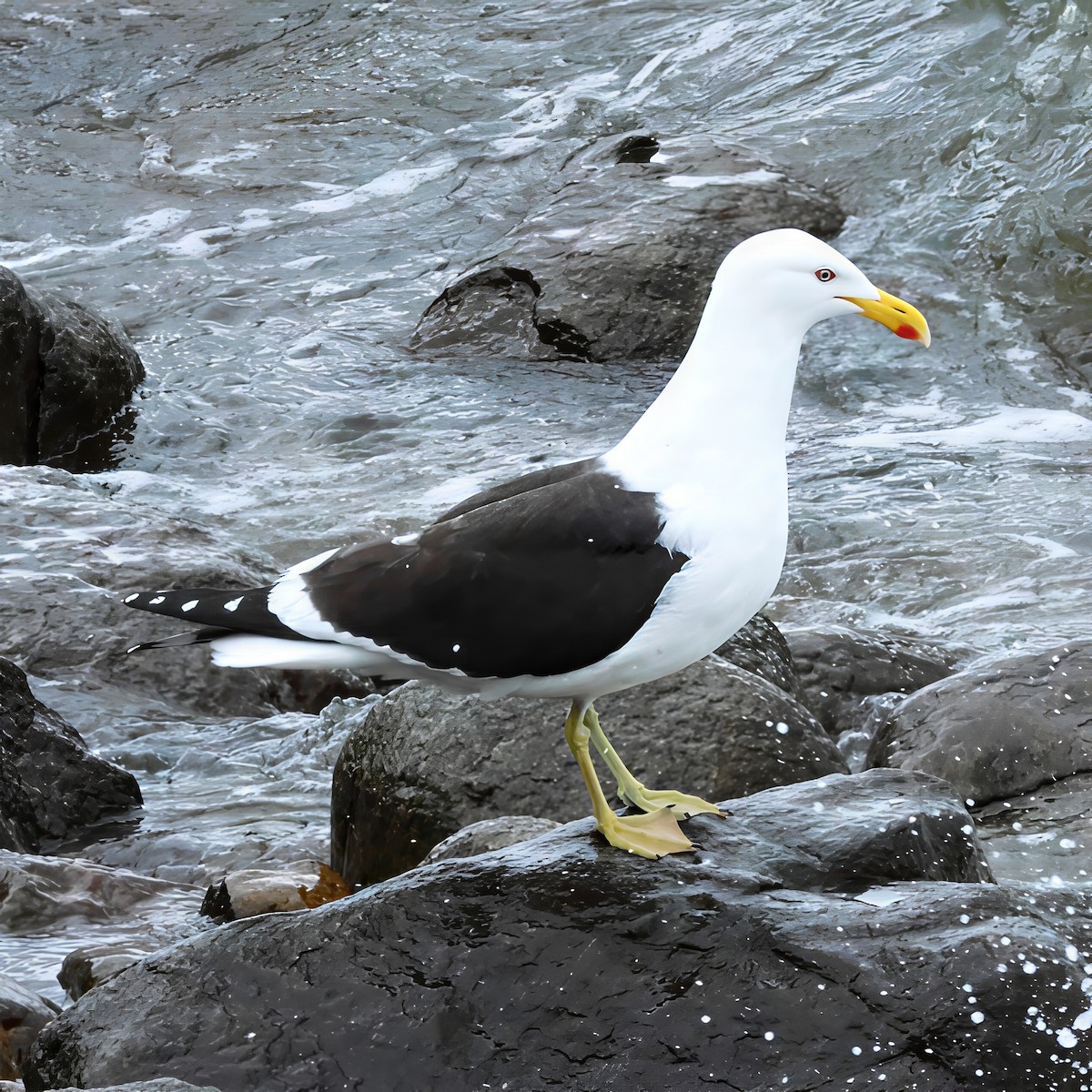 Kelp Gull - ML647504417