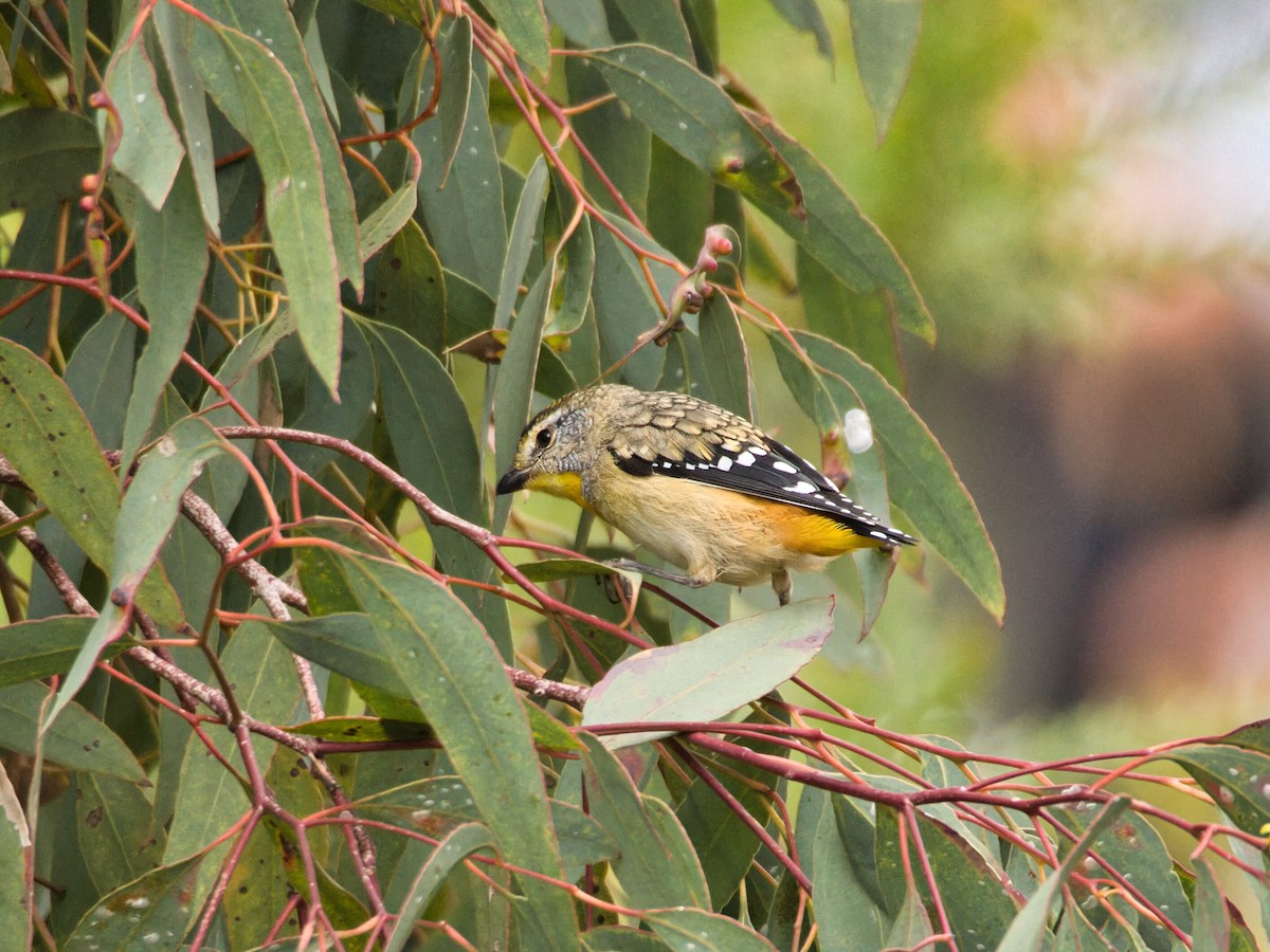 Spotted Pardalote - ML647504420