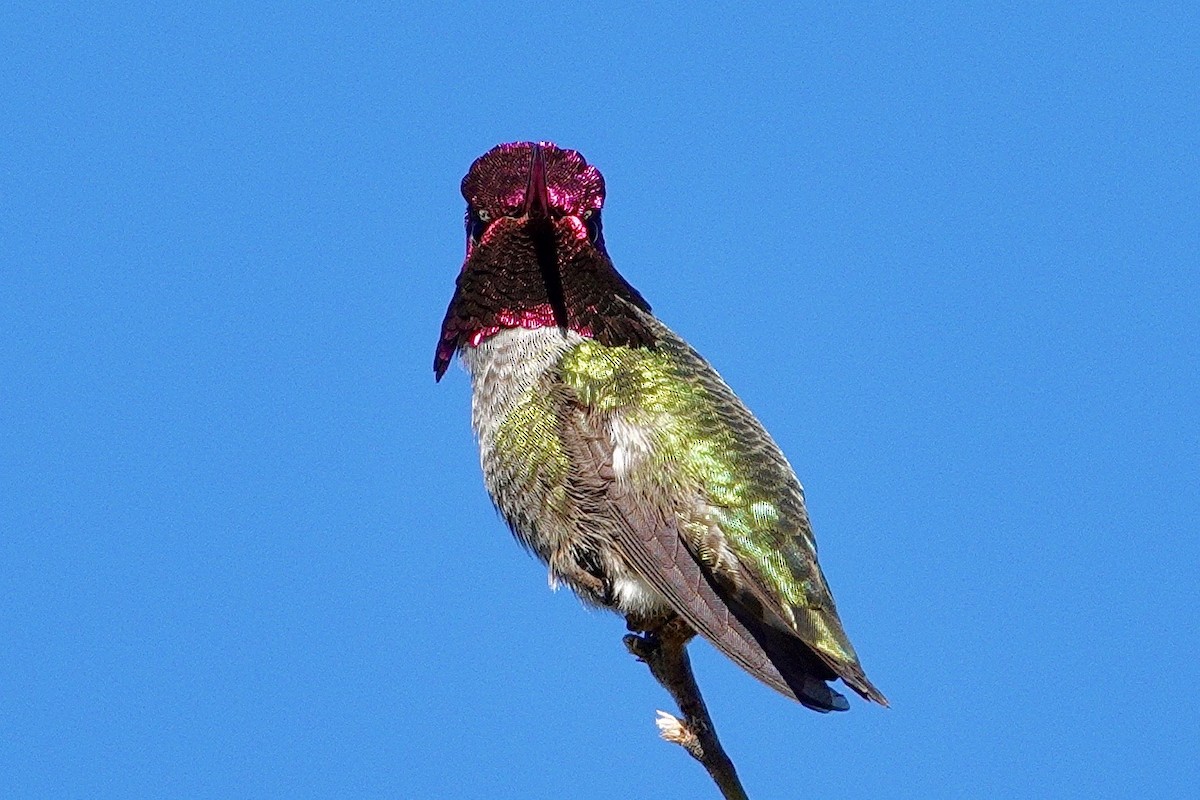 Anna's Hummingbird - ML647504427
