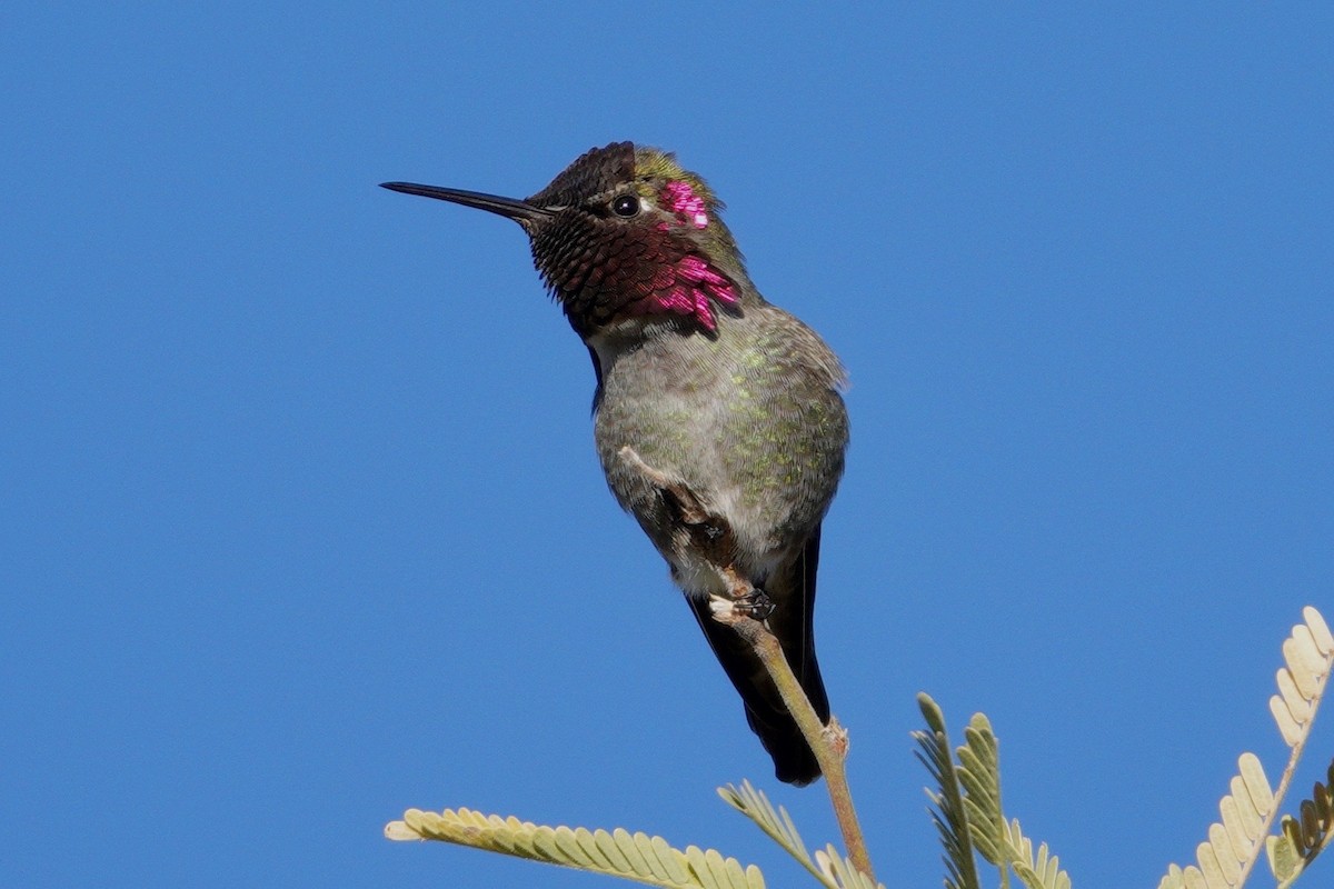 Anna's Hummingbird - ML647504428