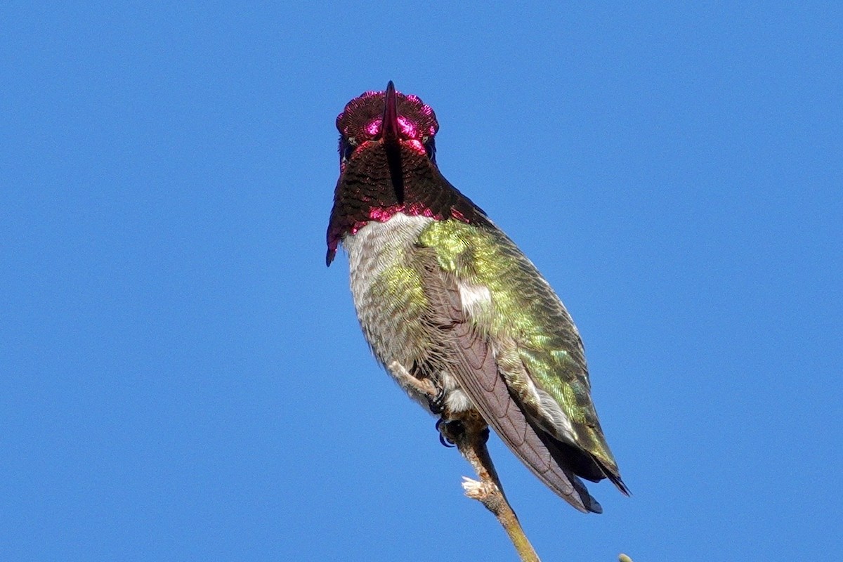 Anna's Hummingbird - ML647504429