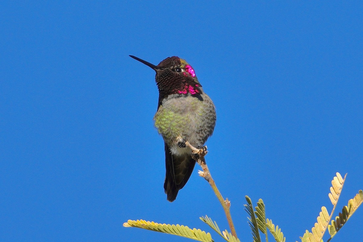 Anna's Hummingbird - ML647504430