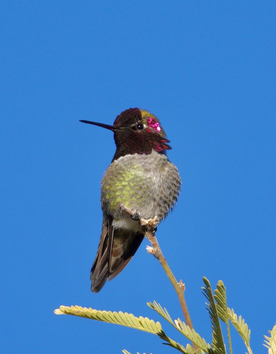 Anna's Hummingbird - ML647504431