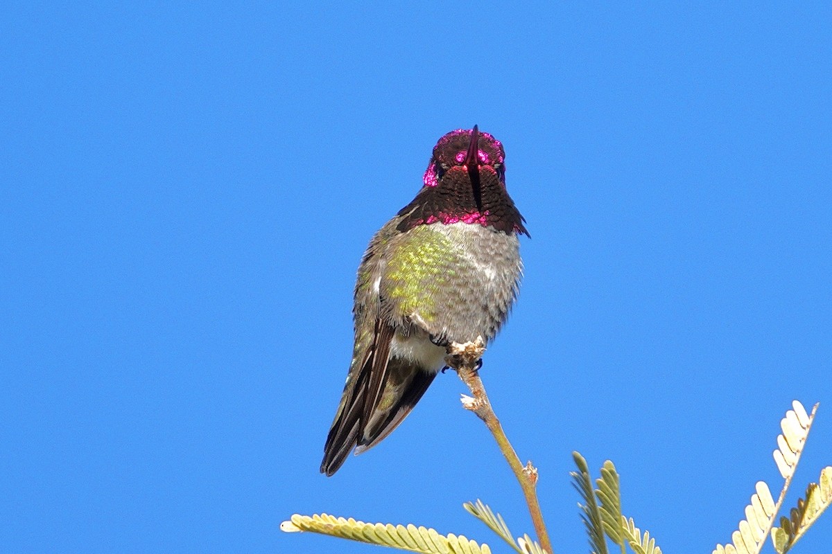Anna's Hummingbird - ML647504432