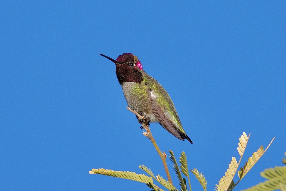 Anna's Hummingbird - ML647504433