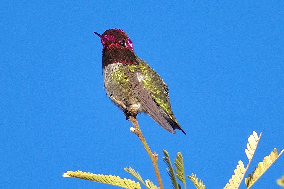 Anna's Hummingbird - ML647504434