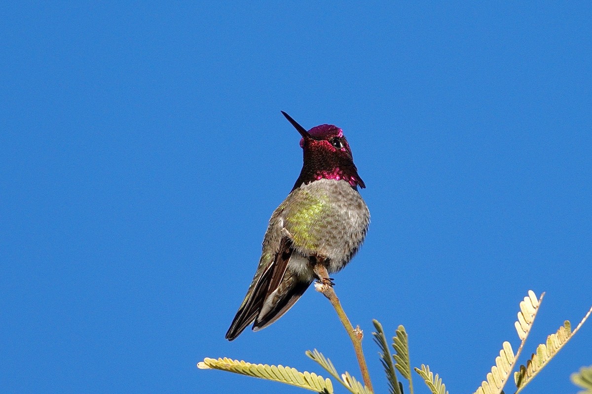 Anna's Hummingbird - ML647504435
