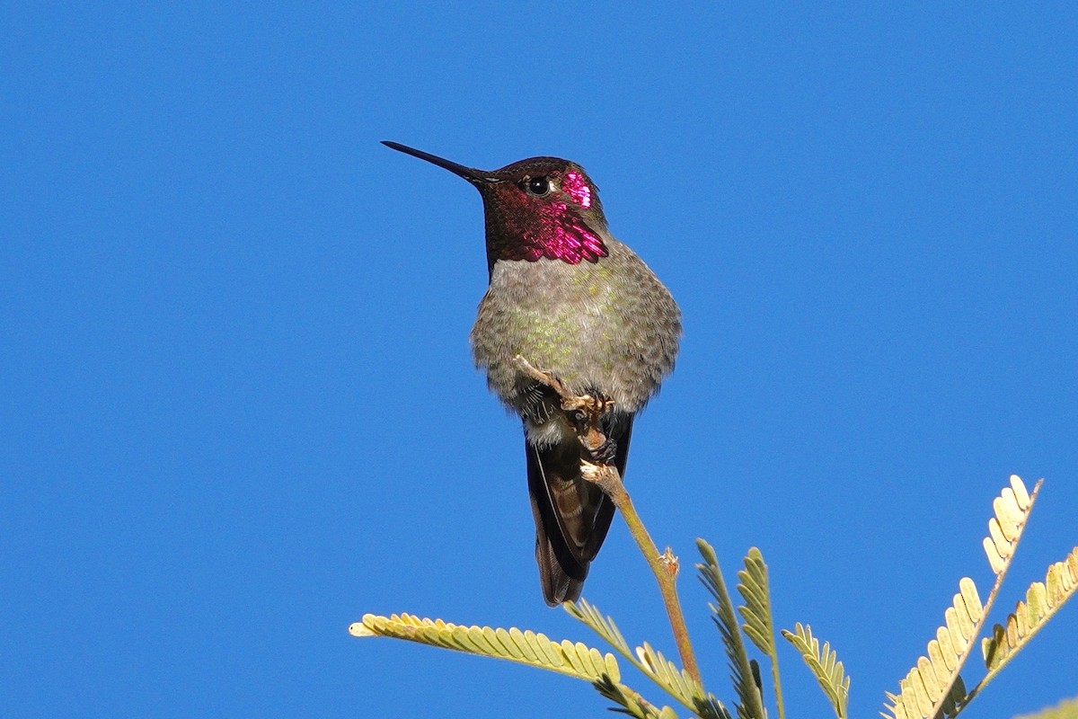 Anna's Hummingbird - ML647504436