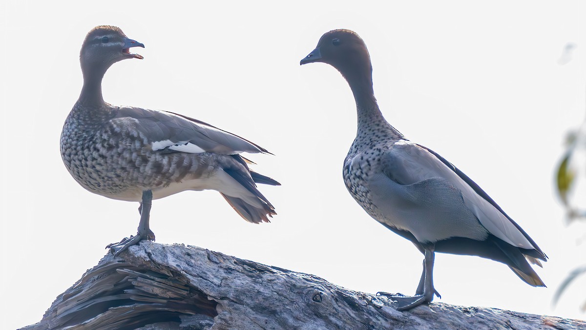 Maned Duck - ML647504437