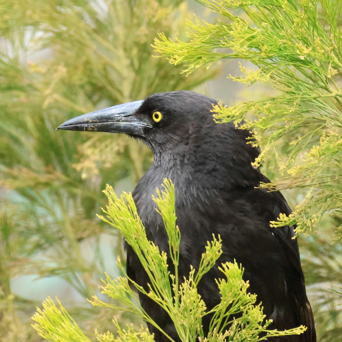 Gray Currawong - ML647504438