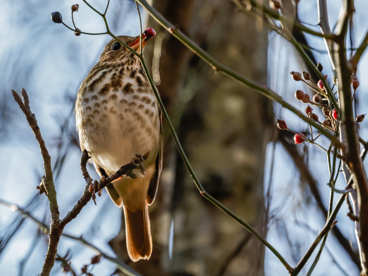 Hermit Thrush - ML647504439